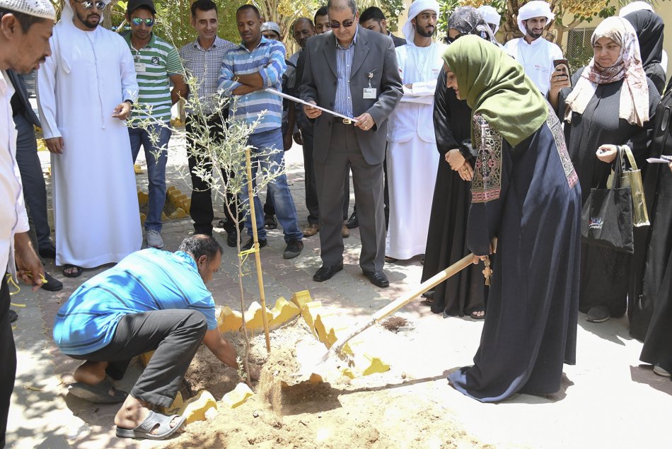 زراعة شجرة الغاف في مقر العين